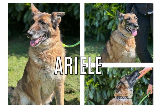Ariele