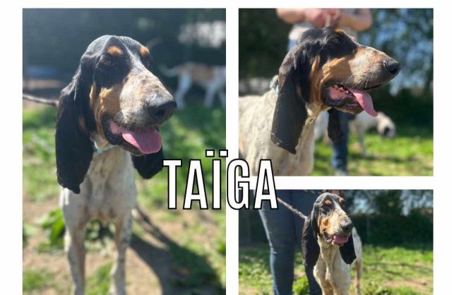 Taïga