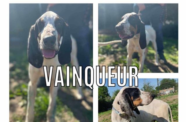 Vainqueur