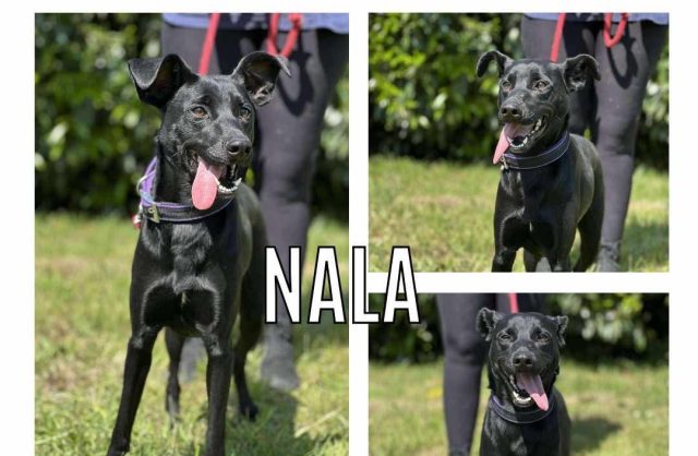 Nala