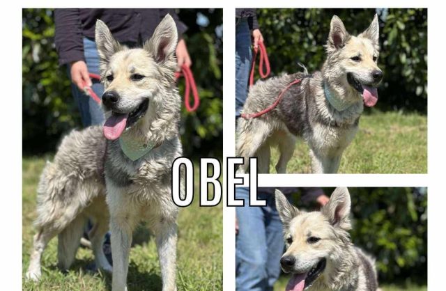 Obel
