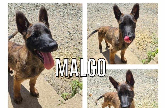 Malco