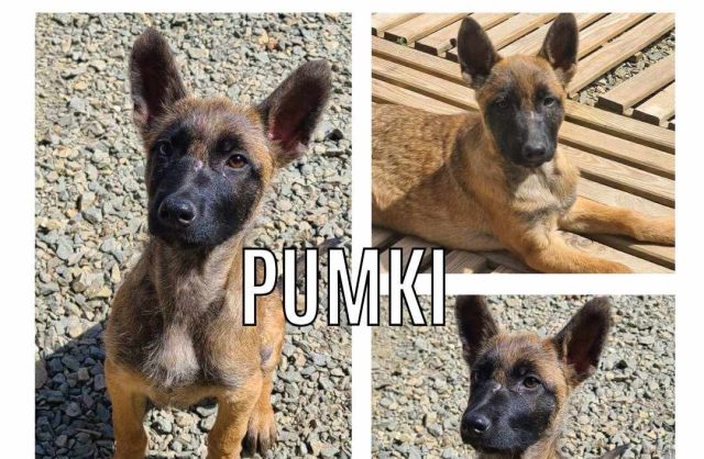 Pumki