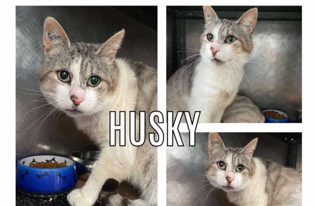 Husky