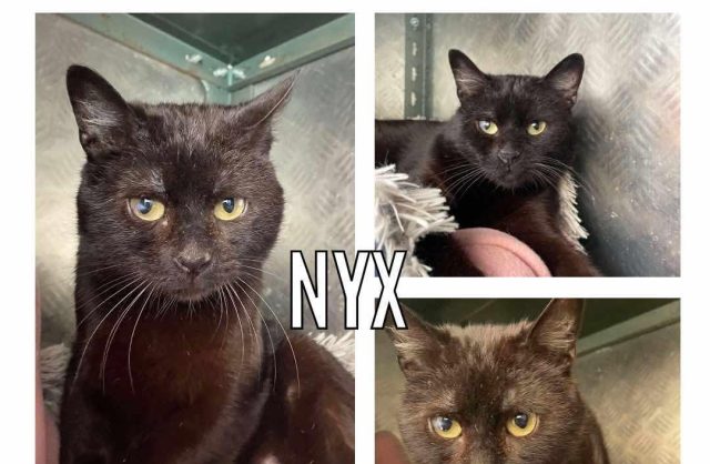 Nyx
