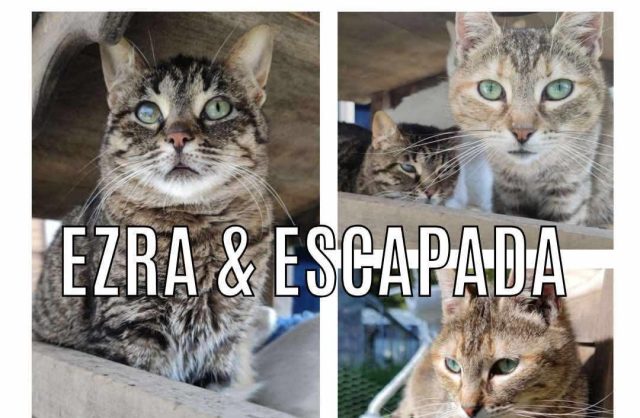 Ezra & Escapada
