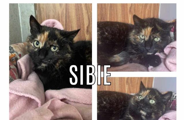Sibie