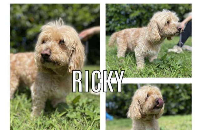 Ricky