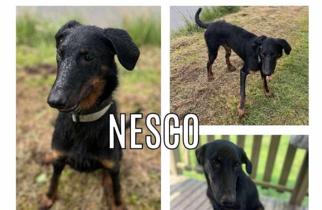 Nesco