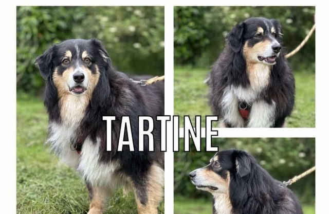 Tartine