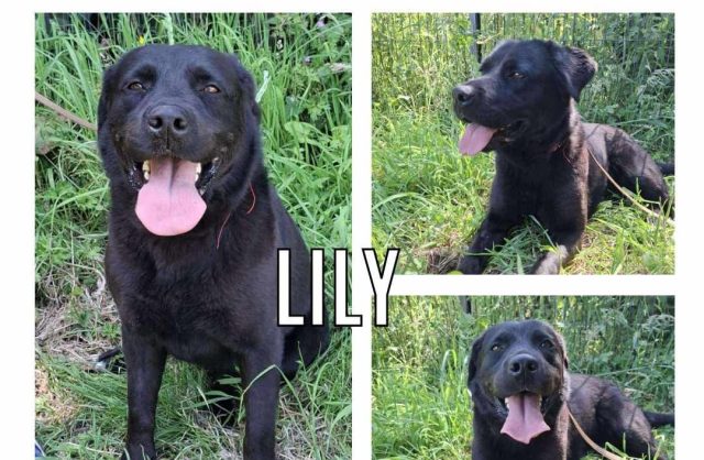 Lily