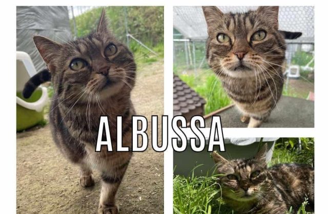 Albussa