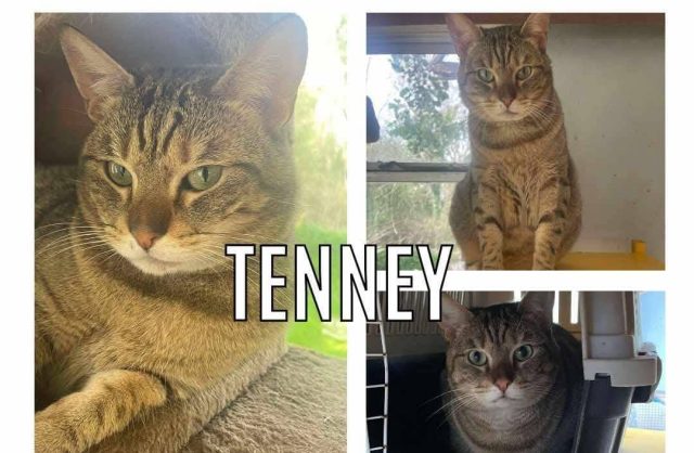Tenney