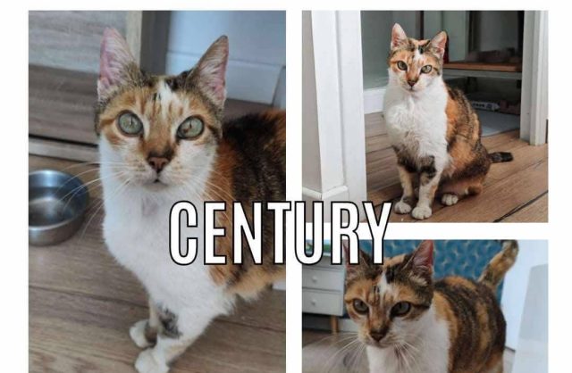 Century