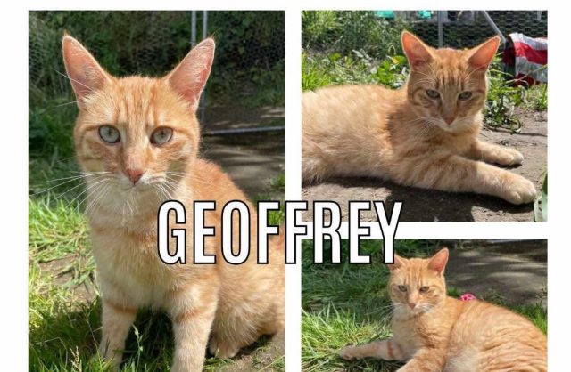 Geoffrey