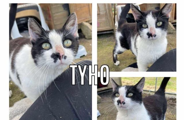 Tyho