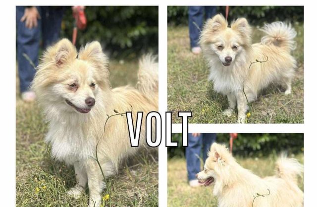 Volt
