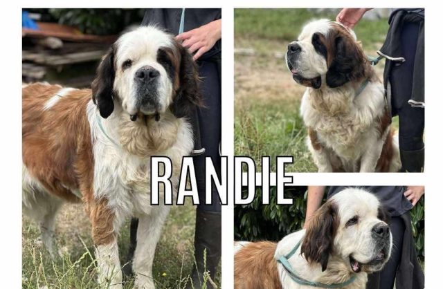 Randie