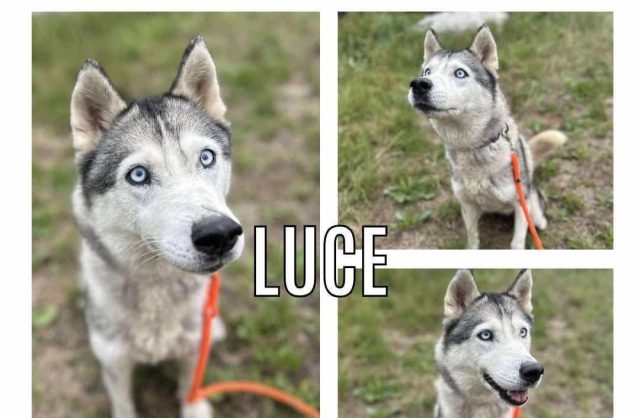 Luce