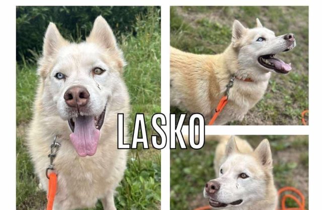 Lasco