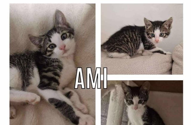 Amì