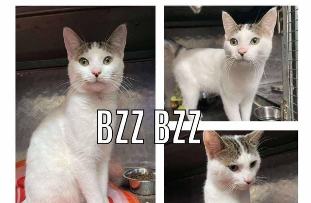 Bzzbzz