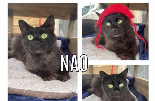 Nao