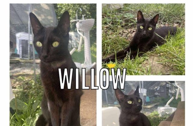 Willow