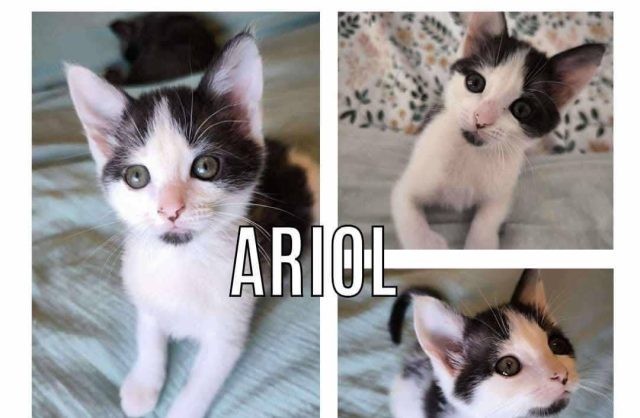 Ariol