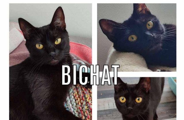 Bichat