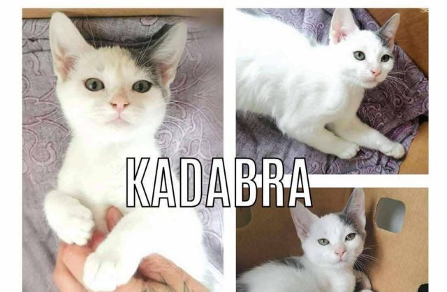 Kadabra