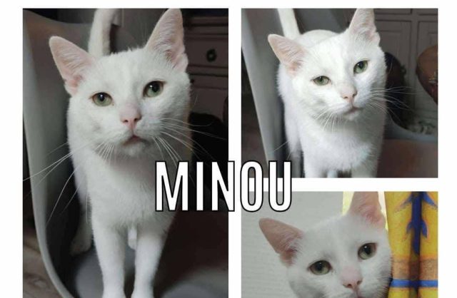 Minou