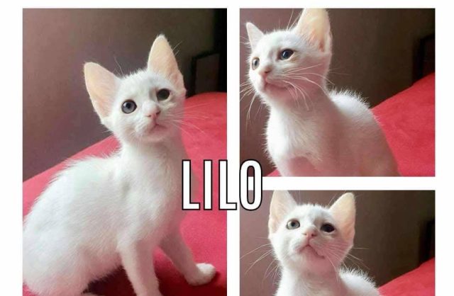 Lilo