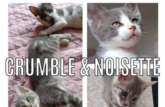 Noisette & Crumble