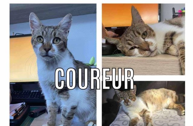 Coureur