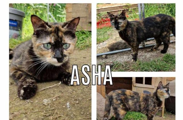 Asha