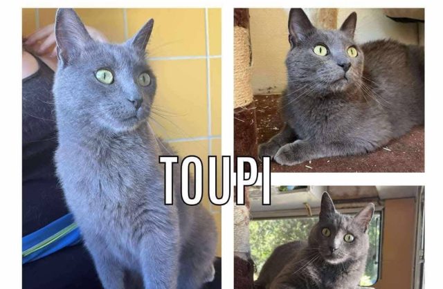 Toupi