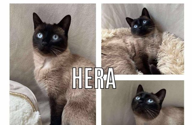 Héra
