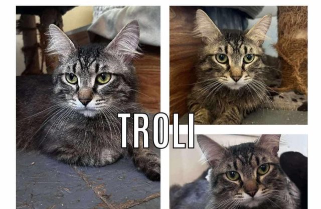 Troli