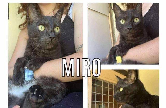 Miro