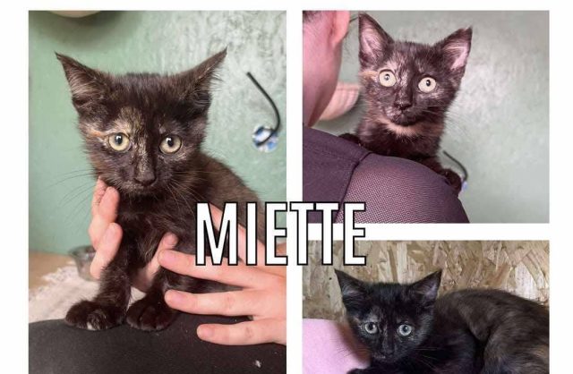 Miette