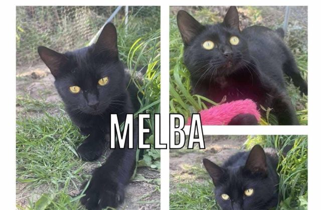 Melba