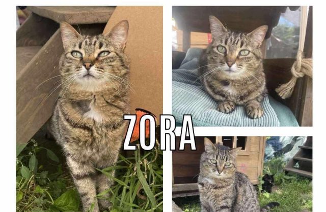 Zora