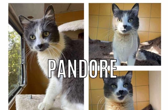 Pandore