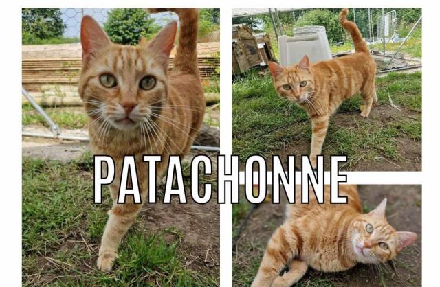 Patachonne