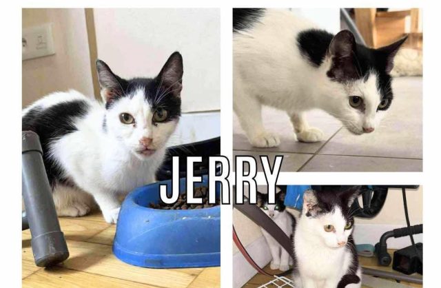 Jerry