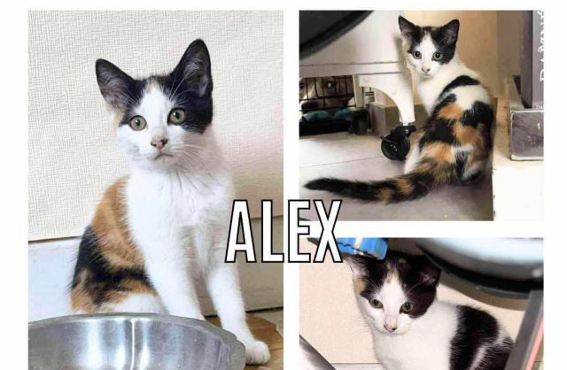 Alex