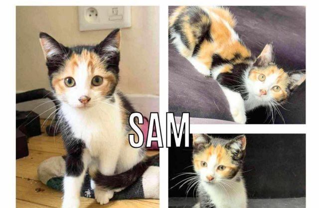 Sam