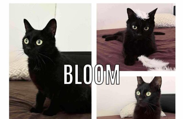 Bloom