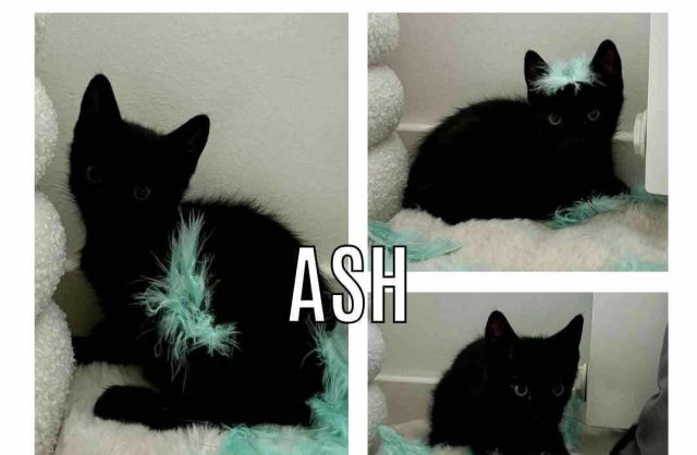 Ash